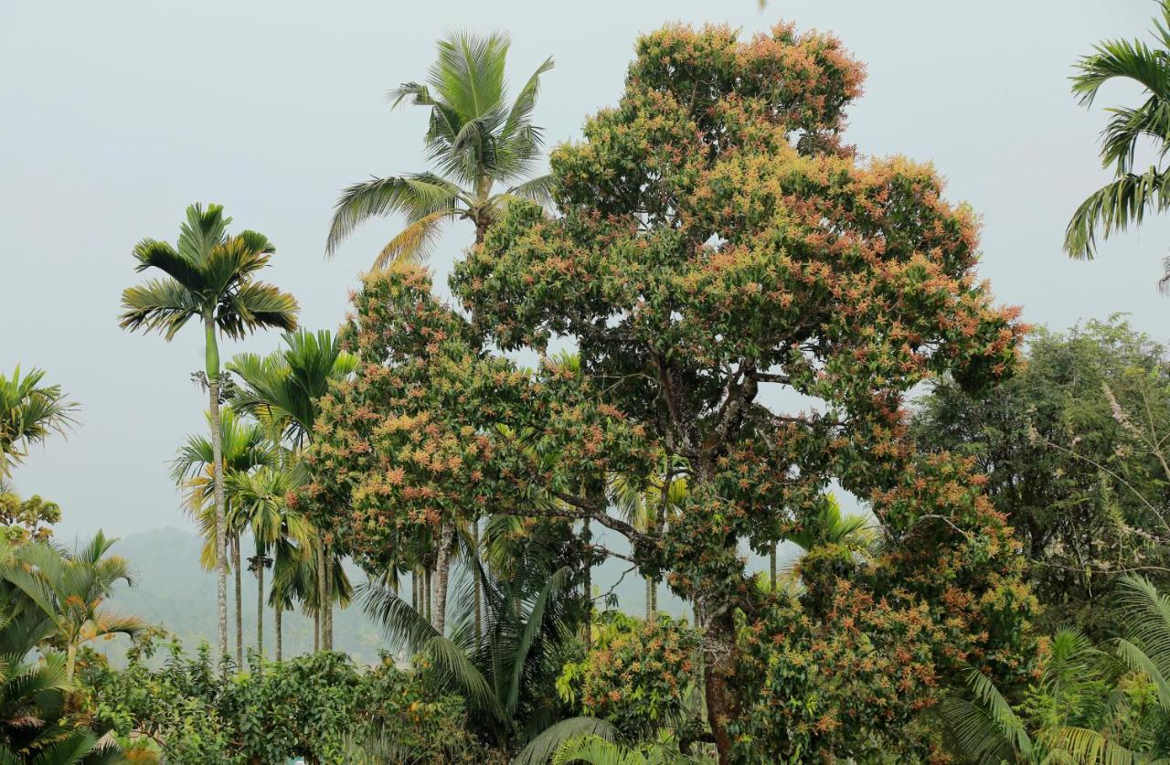 Kudajadri Drizzle * Kaniyambetta