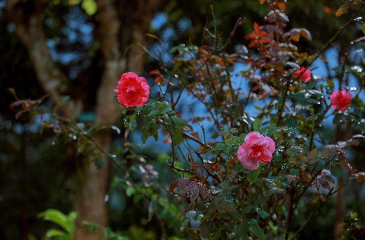 Kudajadri Drizzle * Kaniyambetta