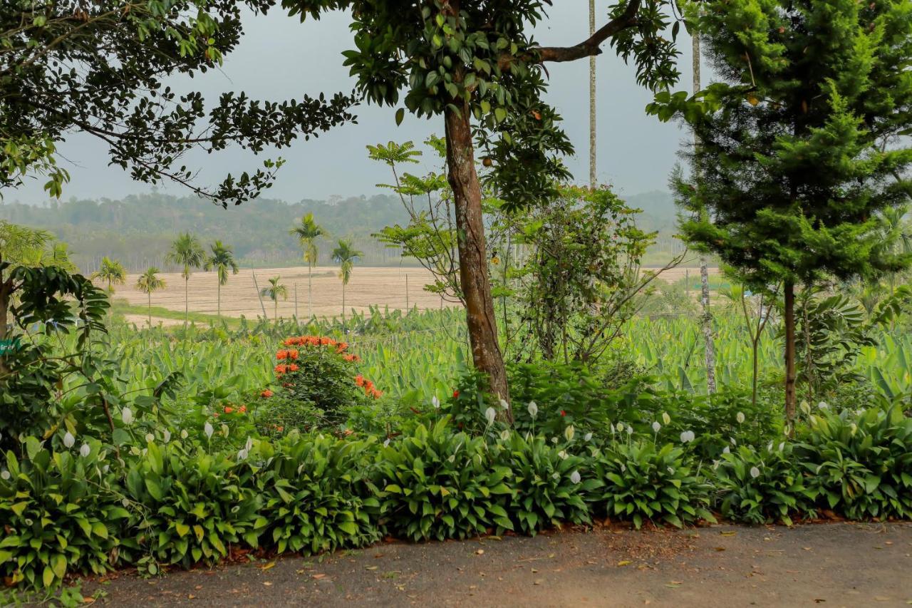 Kudajadri Drizzle * Kaniyambetta